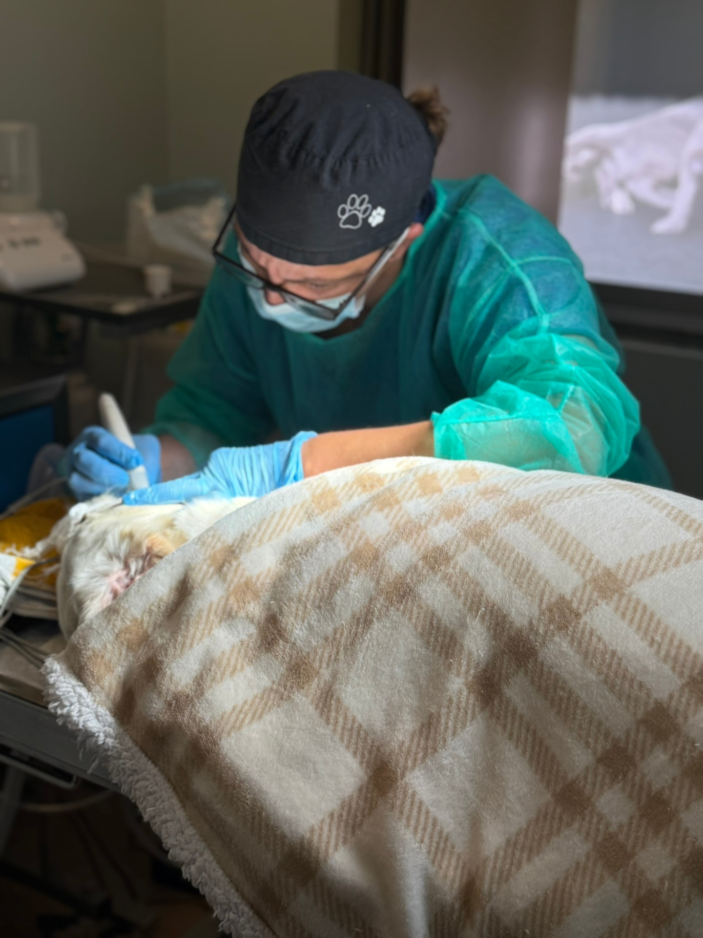 Veterinário da We Care for Pet em momento clínico, com equipamento cirúrgico e foco no cuidado ao animal